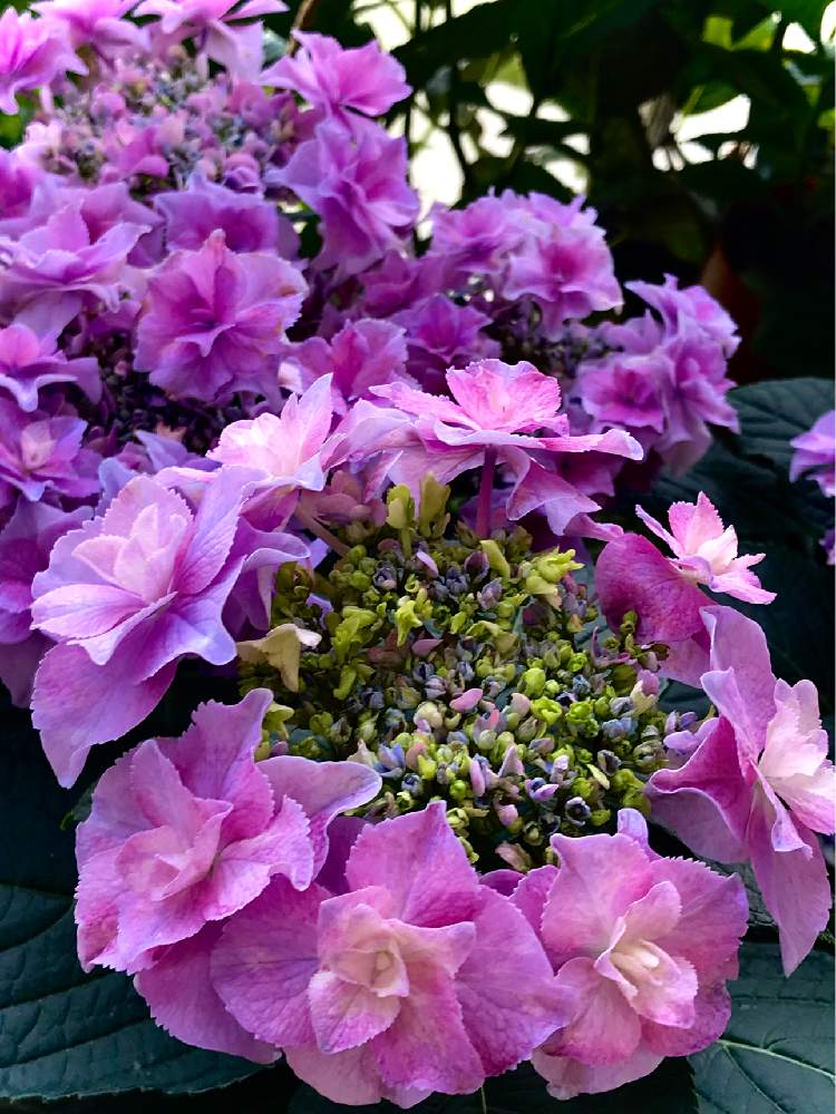 紫陽花 あじさい アジサイの投稿画像 By にかさん 紫陽花 巡恋歌と元気 とおうち園芸と花中毒と紫陽花 アジサイ あじさいと美しいと紫陽花中毒とアジサイ 紫陽花と花のある暮らし 月6月11日 Greensnap グリーンスナップ