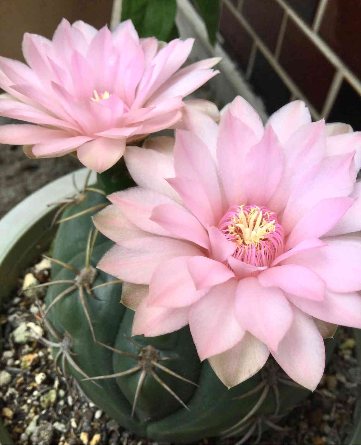 ぼくの好きな海王丸(仮)｜🍀GreenSnap（グリーンスナップ）