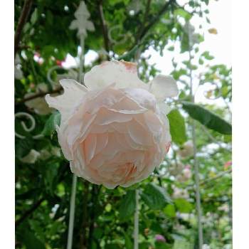 薔薇マダムフィガロの投稿画像一覧 Greensnap グリーンスナップ