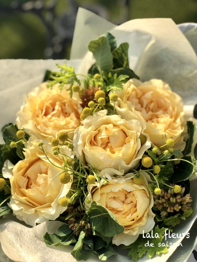 バラ オールフォーロマンの投稿画像 By ララフルールさん 花と緑のある暮らしとばら バラ 薔薇と感謝と花言葉とバラを楽しむと花束 月6月11日 Greensnap グリーンスナップ