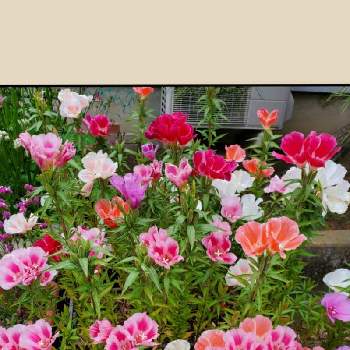 花癒しの画像 by momoさん | ゴテチャと花のある日常と鉢植えと我が家の庭と種から育てる！と花好きと花のある暮らしと花癒し