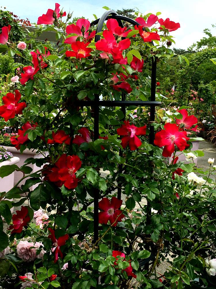 バラのアーチの投稿画像 By Azul さん あかいろとばら バラ 薔薇とドルトムント バラと花を愛でると美しき薔薇様とお散歩とお花好きと花園 月6月12日 Greensnap グリーンスナップ