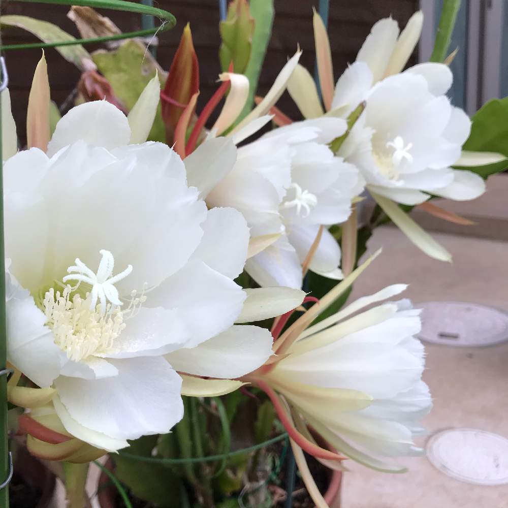 クジャクサボテンの投稿画像 By Mokoさん スマホ撮影とクジャクサボテン 白とクジャクサボテン と令和二年と癒しと我が家と祈りとありがとうと綺麗と 白いお花と今日も元気でとキュンキュン と花のある暮らしとかわいいと白い花と頑張ろう日本 月6月12日