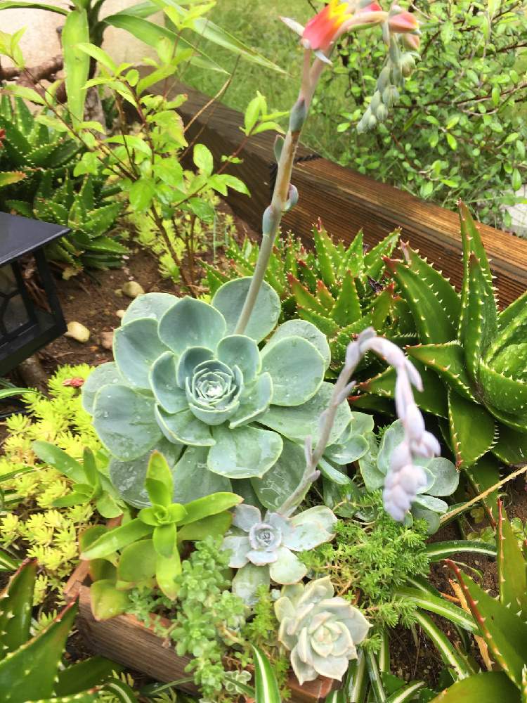 アロエの投稿画像 By こまさん 七福神と我が家の花壇とたにく寄せ植え 月6月12日 Greensnap グリーンスナップ