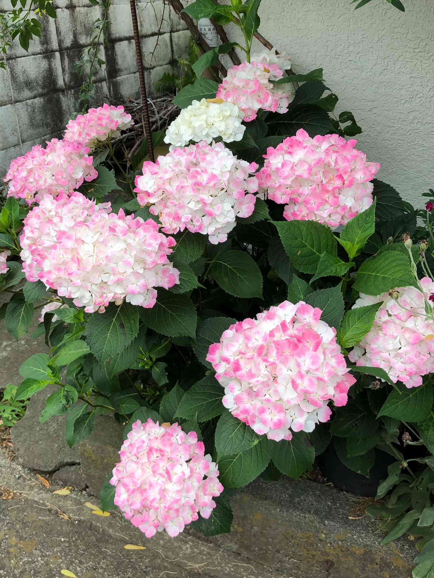 出産祝い 紫陽花 天使のほっぺ ③ 観葉植物