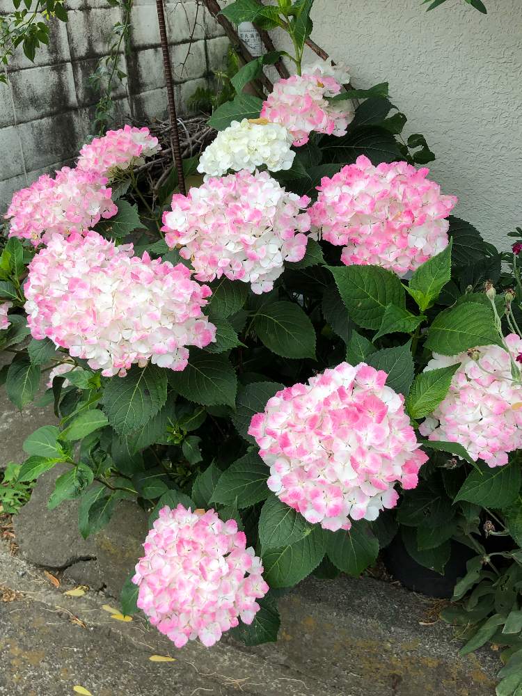 紫陽花苗 天使のほっぺ