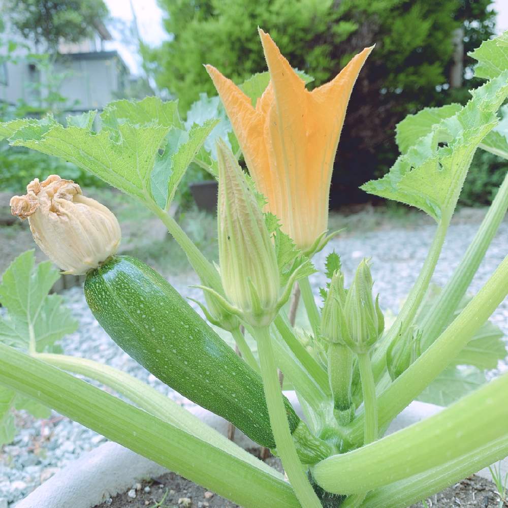 ズッキーニの投稿画像 By あぽんちさん 小さな庭と家庭菜園と夏野菜とプランター栽培とおうちde菜園と家庭菜園と夏野菜とプランター栽培とおうちde菜園 月6月12日 Greensnap グリーンスナップ Greensnap グリーンスナップ