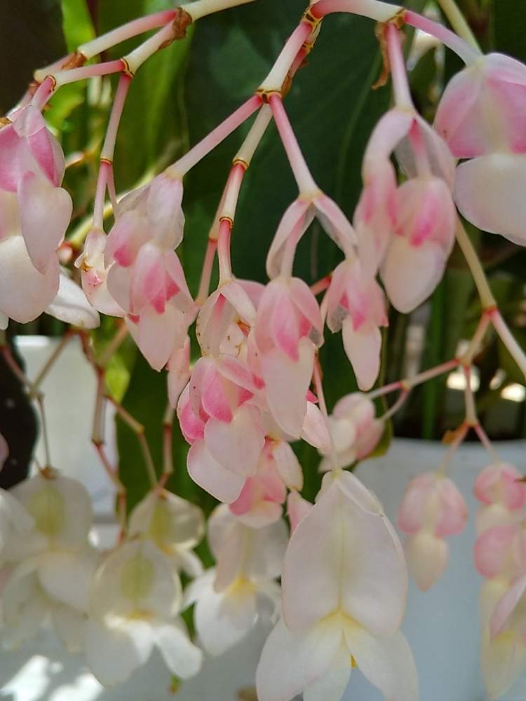 ベゴニアの投稿画像 By たまごさん ピンクの花と可愛い花と綺麗な花と鹿沼花木センターと花のある暮らし 月6月12日 Greensnap グリーンスナップ