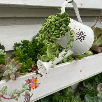 ブリキの特大ビッグジョウロ ジョーロ 多肉植物の寄せ植え Www Splashecopark Com Br