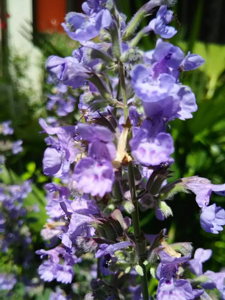 ネペタ シックスヒルズジャイアントの投稿画像 By やすべえさん ハーブと多年草と宿根草の庭 月6月12日 Greensnap グリーンスナップ