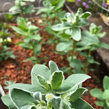 ユーフォルビア 氷河の投稿画像一覧 Greensnap グリーンスナップ