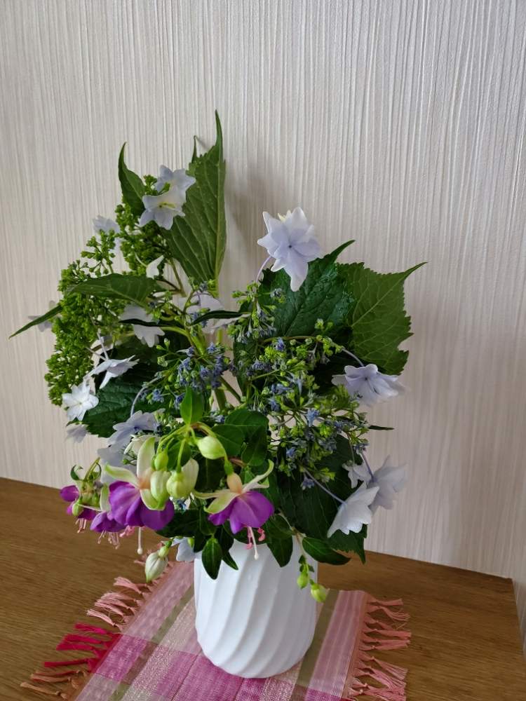 あじさい 墨田の花火の投稿画像 By ラズベリージャムさん フクシア キャメロンライルと紫の花とブルーの花と花のある暮らし 月6月12日 Greensnap グリーンスナップ
