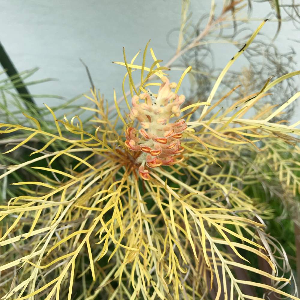 人気！グレビレア ハニーワンダー 苗