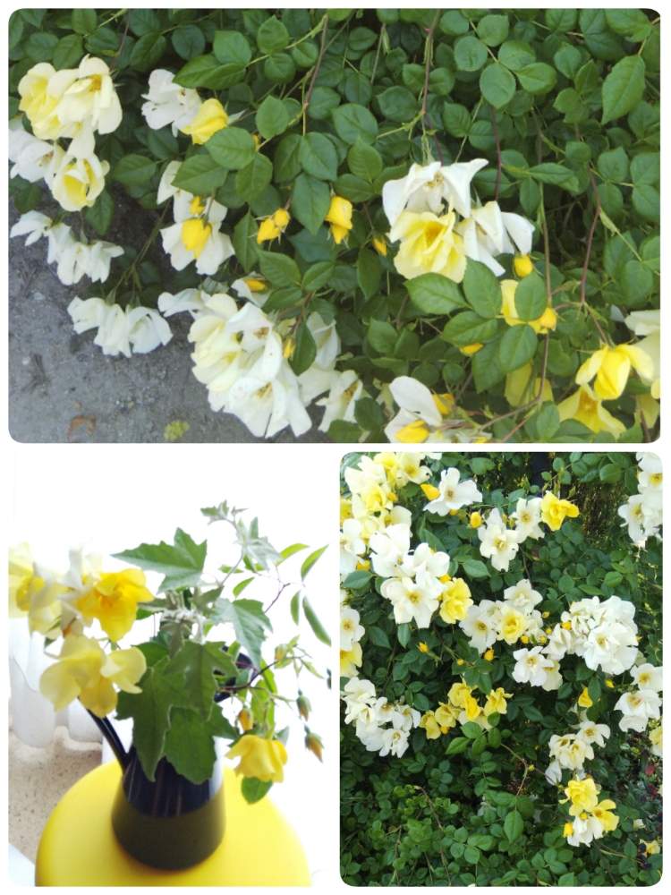 バラ リモンチェッロの投稿画像 By きょうさん たのしみ とリモンチェッロ とステキ と嬉しい と花のある暮らしと薔薇 と可愛い 月6月12日 Greensnap グリーンスナップ