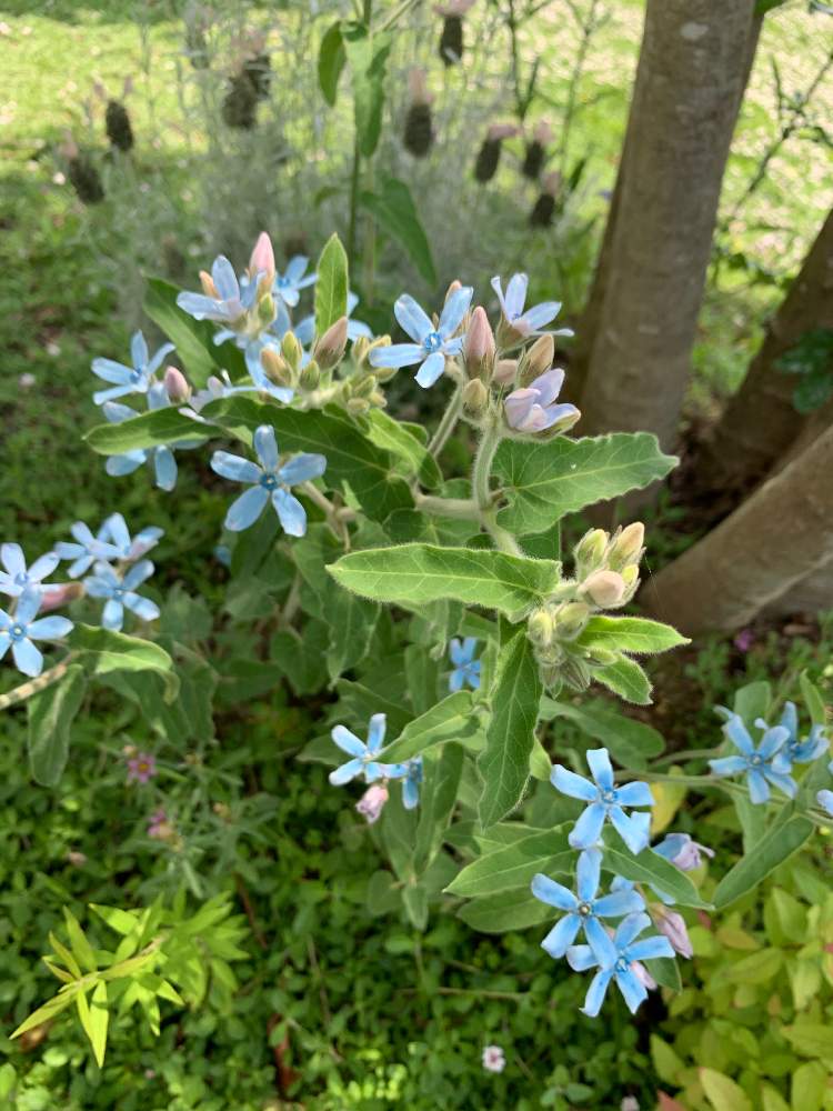 ブルースターの投稿画像 By Mmm3さん オキシペタラム ブルースターと青い花とブルーの花とあお 月6月12日 Greensnap グリーンスナップ