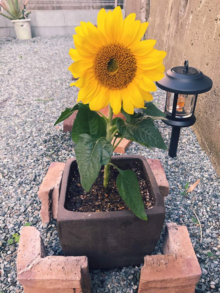 ヒマワリの投稿画像 By Inah0725さん お庭パトロールと初心者ですと教えて下さい と暑い とプランターとおうち園芸と梅雨とガーデニング初心者と鉢植え 月6月12日 Greensnap グリーンスナップ