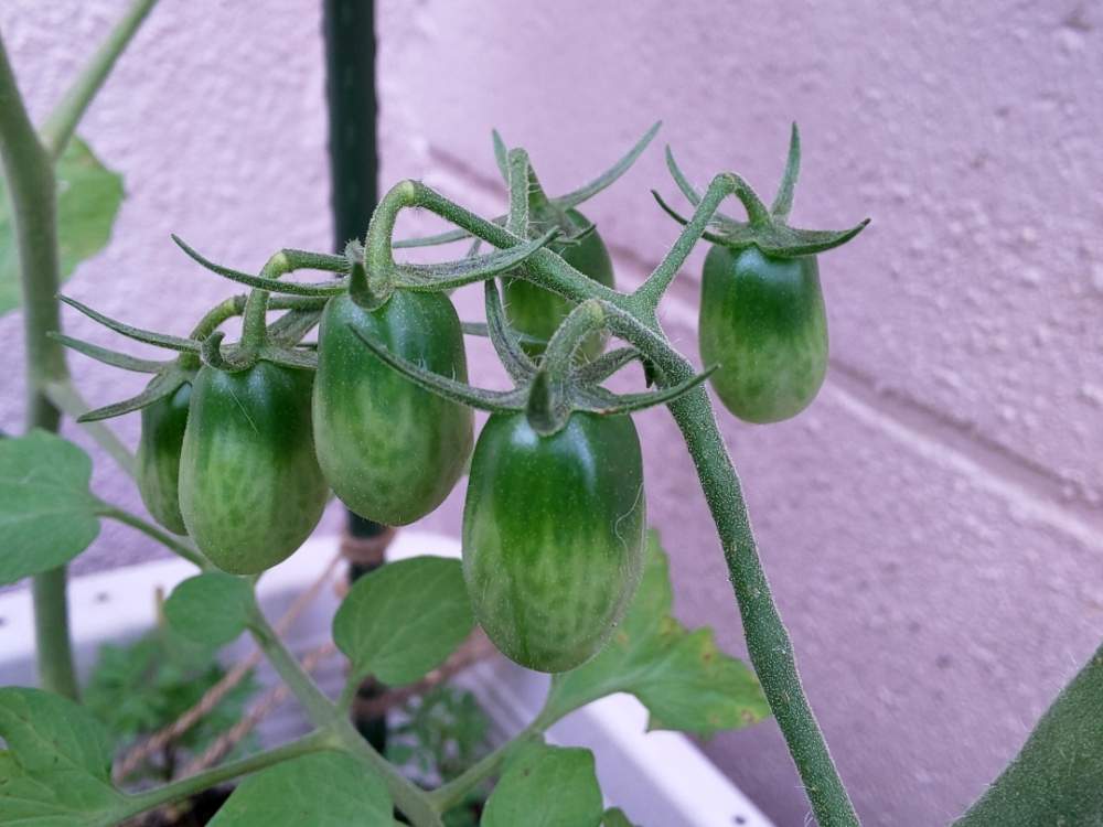 ミニトマトの投稿画像 By ひぃちゃんさん サントリー本気野菜 純あま ミニトマト と成長記録と小さな小さな庭とおうちde菜園とミニトマトの実 月6月12日 Greensnap グリーンスナップ