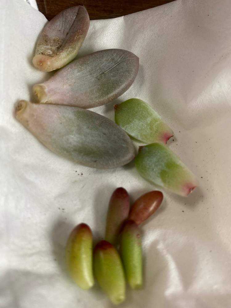 葉挿したち｜🍀GreenSnap（グリーンスナップ）