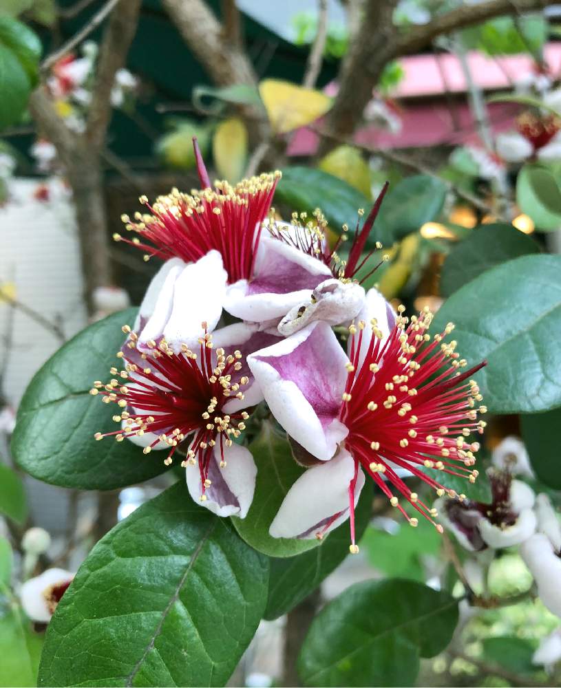 フェイジョアの投稿画像 By もんさん 花のある暮らしとランチタイム 月6月12日 Greensnap グリーンスナップ