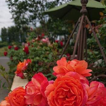 ディズニーランド ローズの画像 by ＹＵＭＩＫＯさん | 小さな庭と私の癒し♡と薔薇愛同盟と花が好き❤と大好きとおうち園芸と植中毒と薔薇が好き❤ときれ～い❤と花のある暮らしとかわいいな♡といい色♡とディズニーランド ローズ