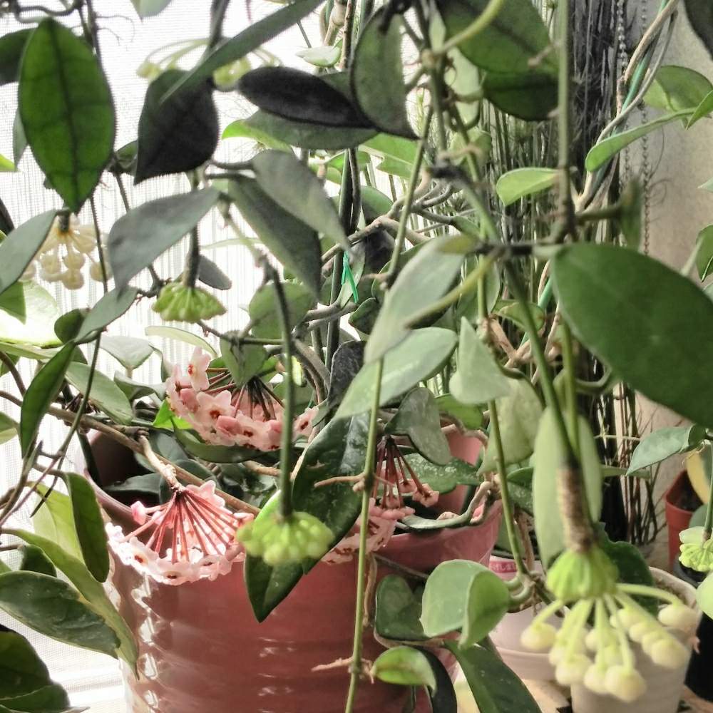 ホヤ カルノーサの投稿画像 By 蘭菊 さん ホヤ ラクノーサとホヤの花とgs映えとおうち園芸と植中毒とホヤと北海道からとホヤ属とホヤはいいぞ とホヤ カルノーサと花のある暮らしとホヤ ラクノーサ 月6月12日 Greensnap グリーンスナップ