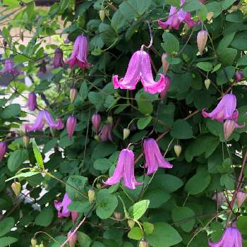 クレマチス 踊り場の投稿画像一覧 Greensnap グリーンスナップ