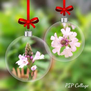 バーベナバンプトンの投稿画像一覧 Greensnap グリーンスナップ