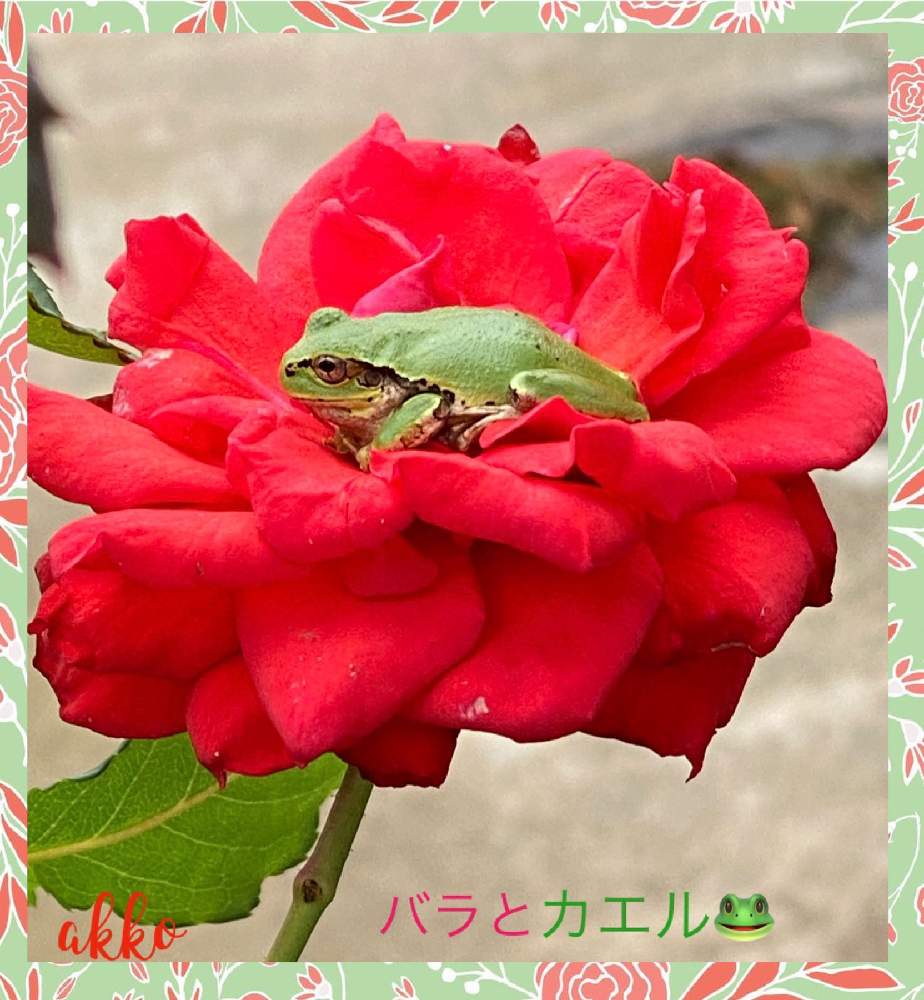 バラにカエルの投稿画像 By ひみつのアッコちゃんさん 花のある暮らしと美しい花とバラのある暮らしとご近所の花 月6月12日 Greensnap グリーンスナップ