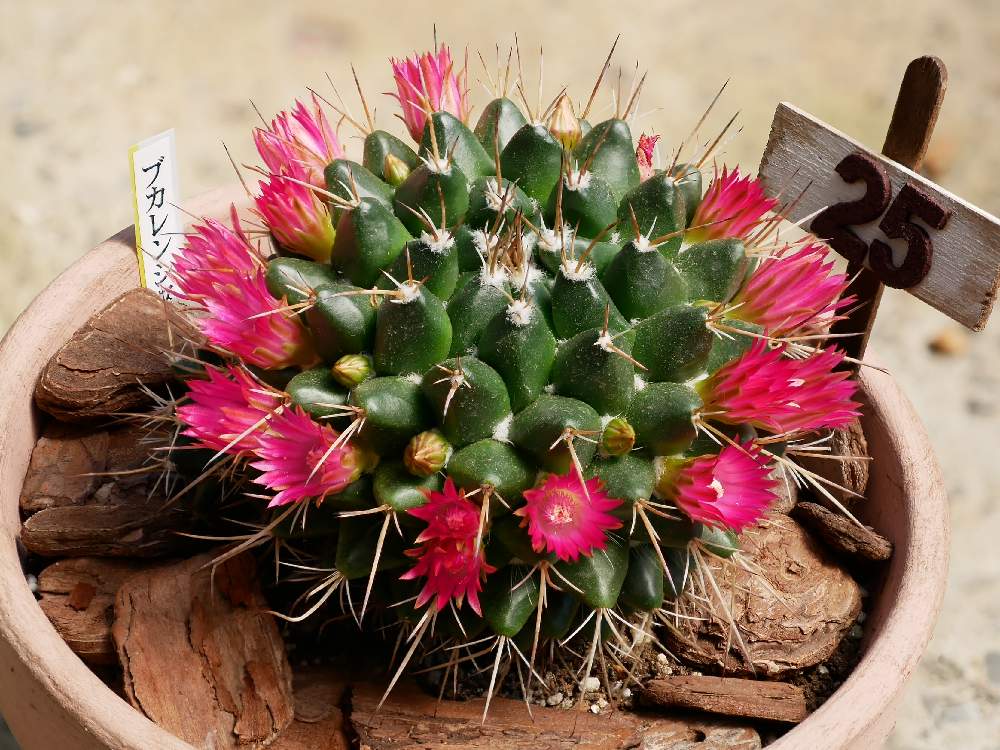 ブカレンシスの投稿画像 By ホイミさん 多肉植物とサボテン とマミラリア ブカレンシスと多肉大好きと多肉植物の花と初めての花 と多肉女子とマミラリア 属と咲いた と花のある暮らしとサボテンコレクション 月6月12日 Greensnap グリーンスナップ