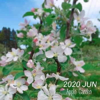 りんごの花の画像 by わたげさん | 畑とりんごの木とお出掛け先の畑とこの花わかる？とお花大好きとここからエールをと朝ドラファンクラブと花のある暮らしとかわいいな♡とりんごの花と福島からのエール