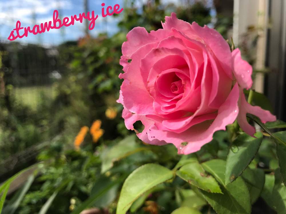 バラの投稿画像 By Miさん バラ ストロベリーアイスとパンジーとバラ 鉢植えと薔薇愛同盟とgsでバラ園 月6月12日 Greensnap グリーンスナップ