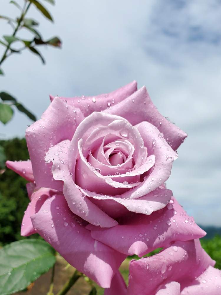 バラの投稿画像 By ハムさん シャルル ド ゴールとgsでバラ園 月6月12日 Greensnap グリーンスナップ