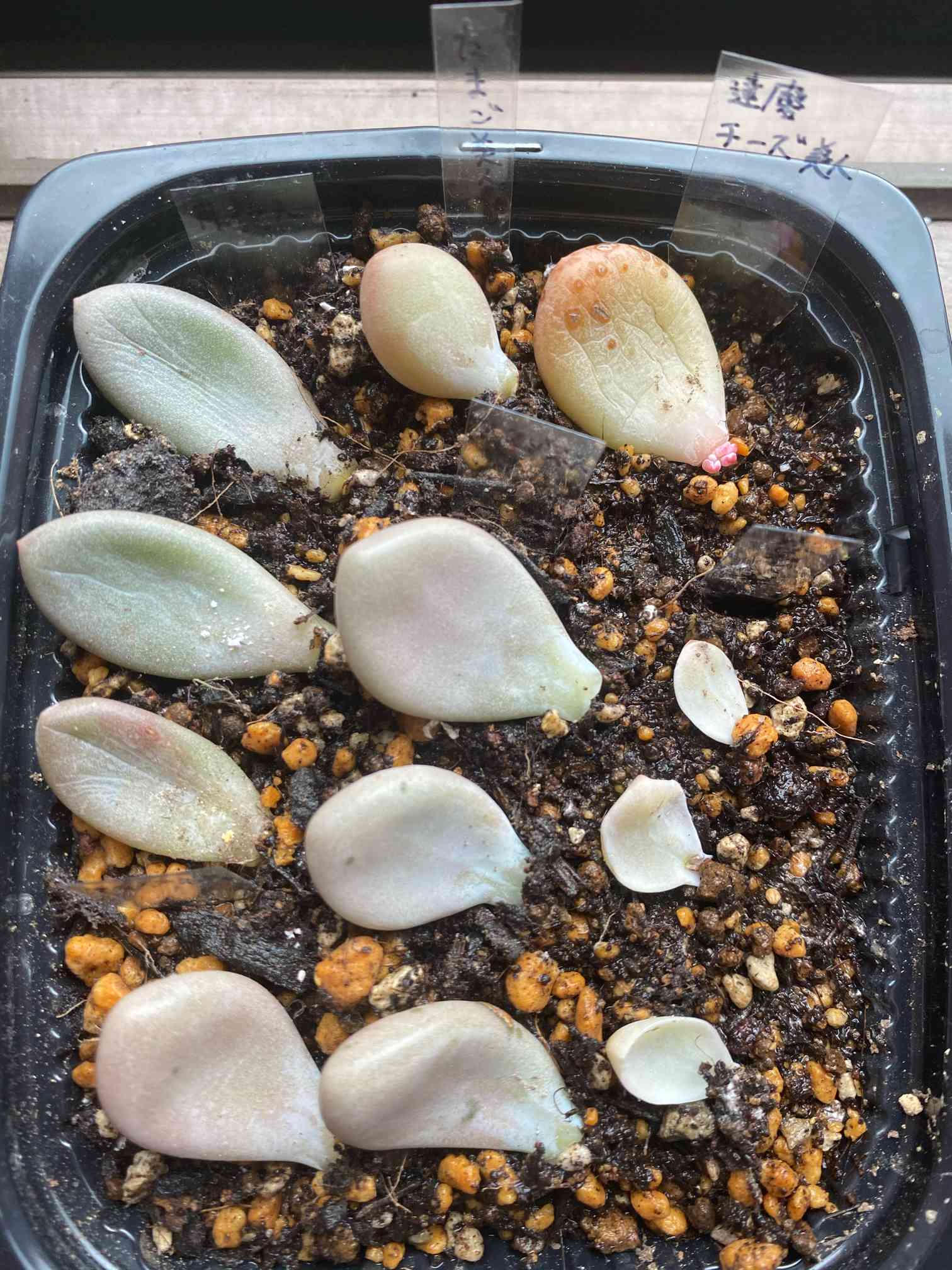 葉挿したち｜🍀GreenSnap（グリーンスナップ）