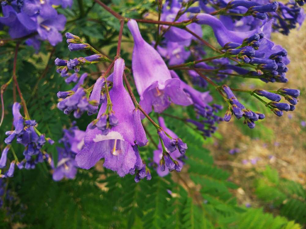 ジャラカンダの投稿画像 By 魔女さん 木に咲く花の名前と紫色の花 と長居植物園にて と木に咲く花の名前と紫色の花 と長居植物園にて 月6月 12日 Greensnap グリーンスナップ Greensnap グリーンスナップ