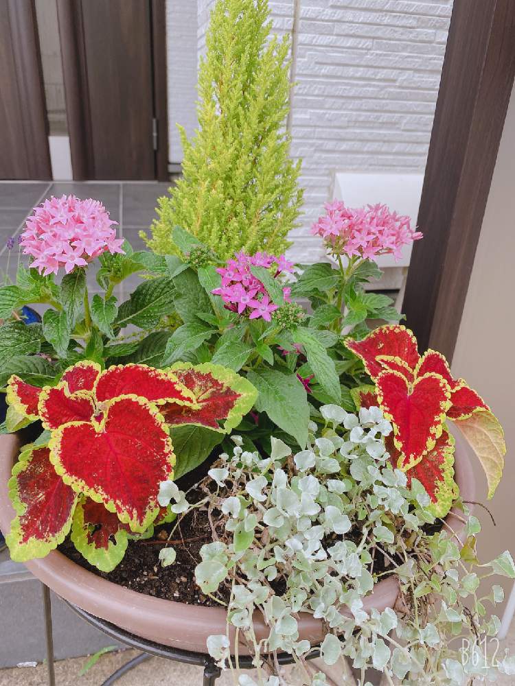 ペンタス の投稿画像 By Ayumiさん 寄せ植えと夏の花とおうち園芸とコリウス と夏の寄せ植えとこれから楽しみ と丸鉢 月6月12日 Greensnap グリーンスナップ