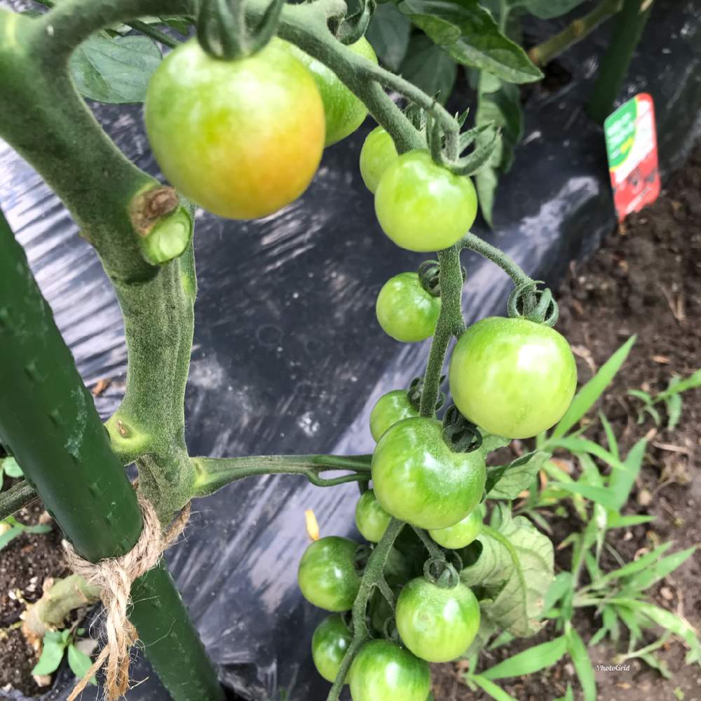 ミニトマト 千果 の投稿画像 By 週末だけ野良人isoさん 家庭菜園と家庭菜園奮闘日記 月6月12日 Greensnap グリーンスナップ