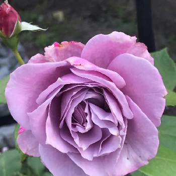 バラの小道の画像 by pipiさん | 広い庭とノヴァーリスと花のある暮らしと紫のバラとバラの小道と我家の花達