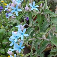 ブルースターの画像