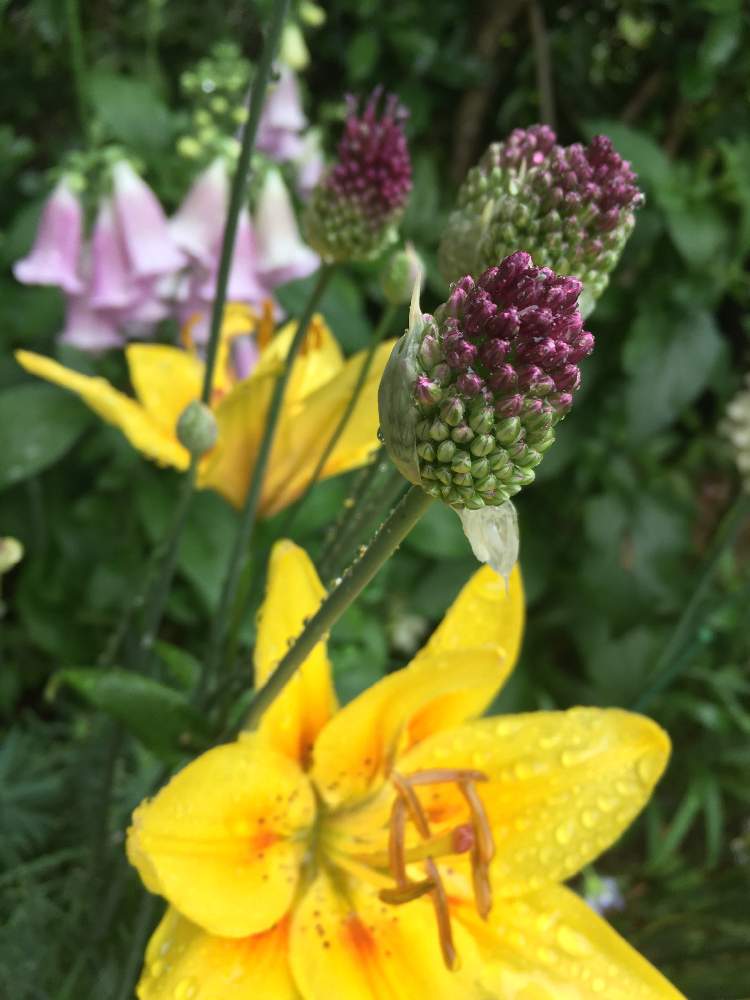 すかしゆりの投稿画像 By ほほさん アリウム 丹頂と開花と花のある暮らしとおうち園芸 月6月12日 Greensnap グリーンスナップ