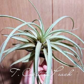 チランジア カピタータ ピーチの投稿画像一覧 Greensnap グリーンスナップ