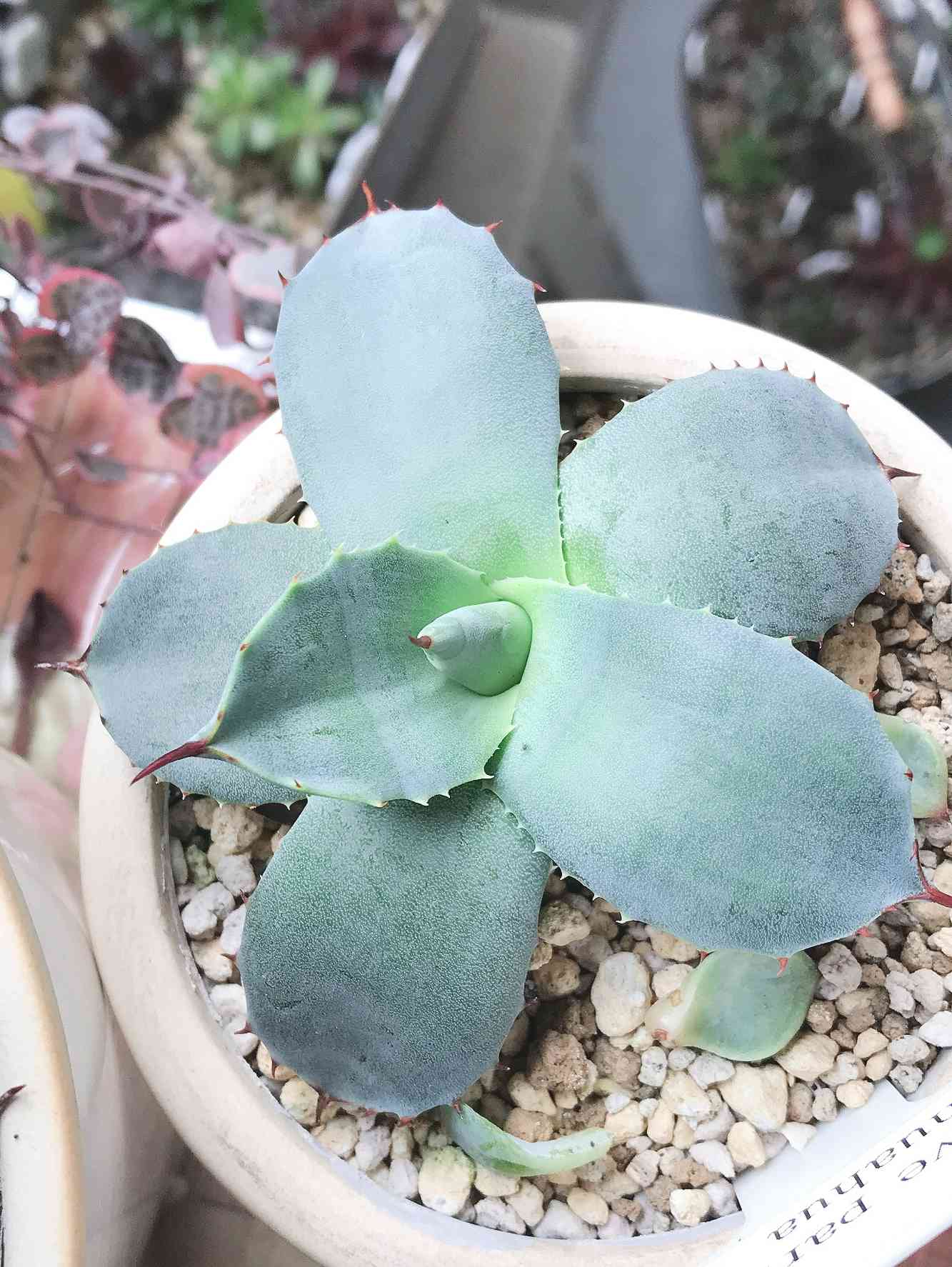 アガベ・王妃吉祥天の一覧｜🍀GreenSnap（グリーンスナップ）