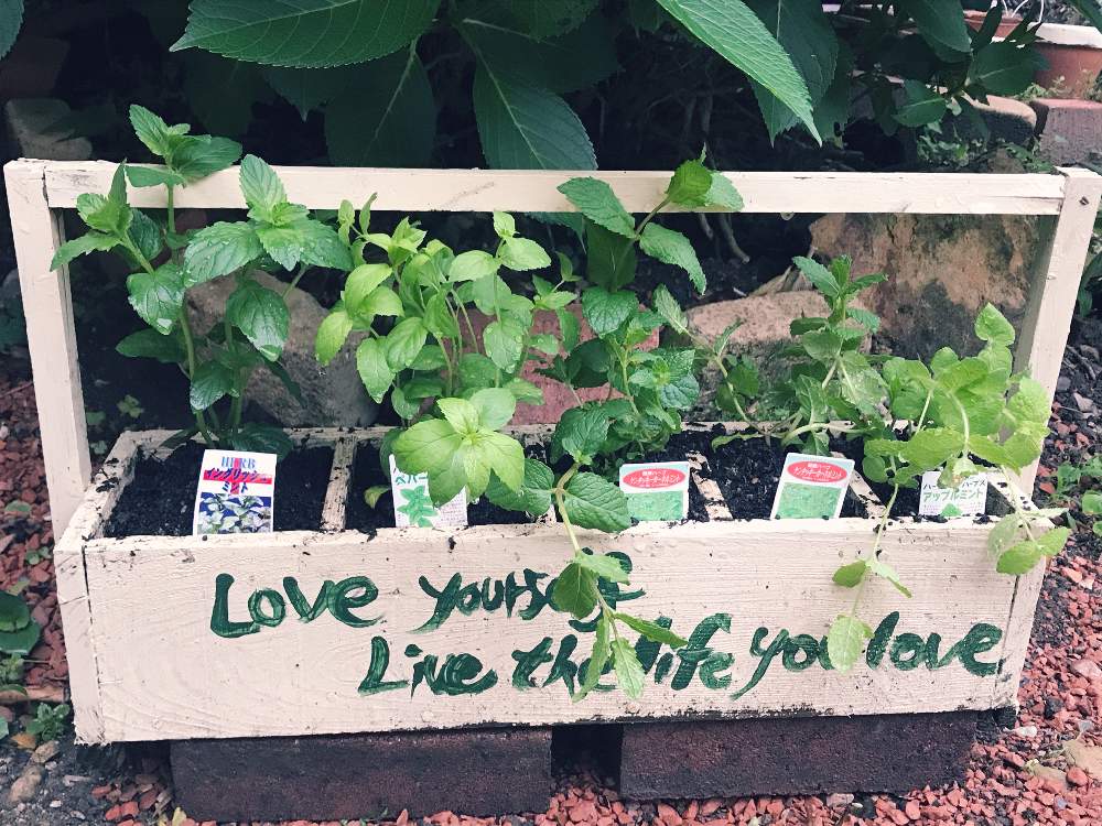 ハーブガーデンの投稿画像 By Yuh さん はなまっぷとナチュラルガーデンとおうち園芸とミントの葉とガーデニング初心者とガーデニングと花のある暮らし 月6月12日 Greensnap グリーンスナップ