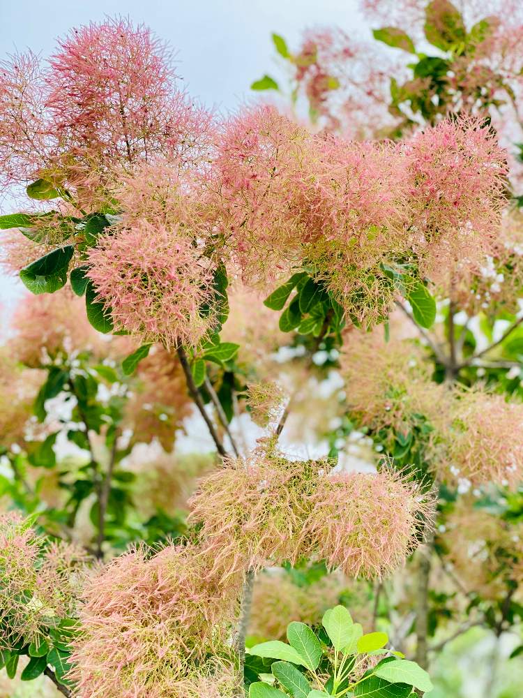 スモークツリー グレイスの投稿画像 By みどり さん スモーク ツリーと花のある暮らしとウルシ科とスマホ撮影とハグマノキ属 月6月12日 Greensnap グリーンスナップ