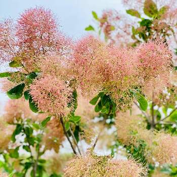 ハグマノキ属の投稿画像一覧 Greensnap グリーンスナップ