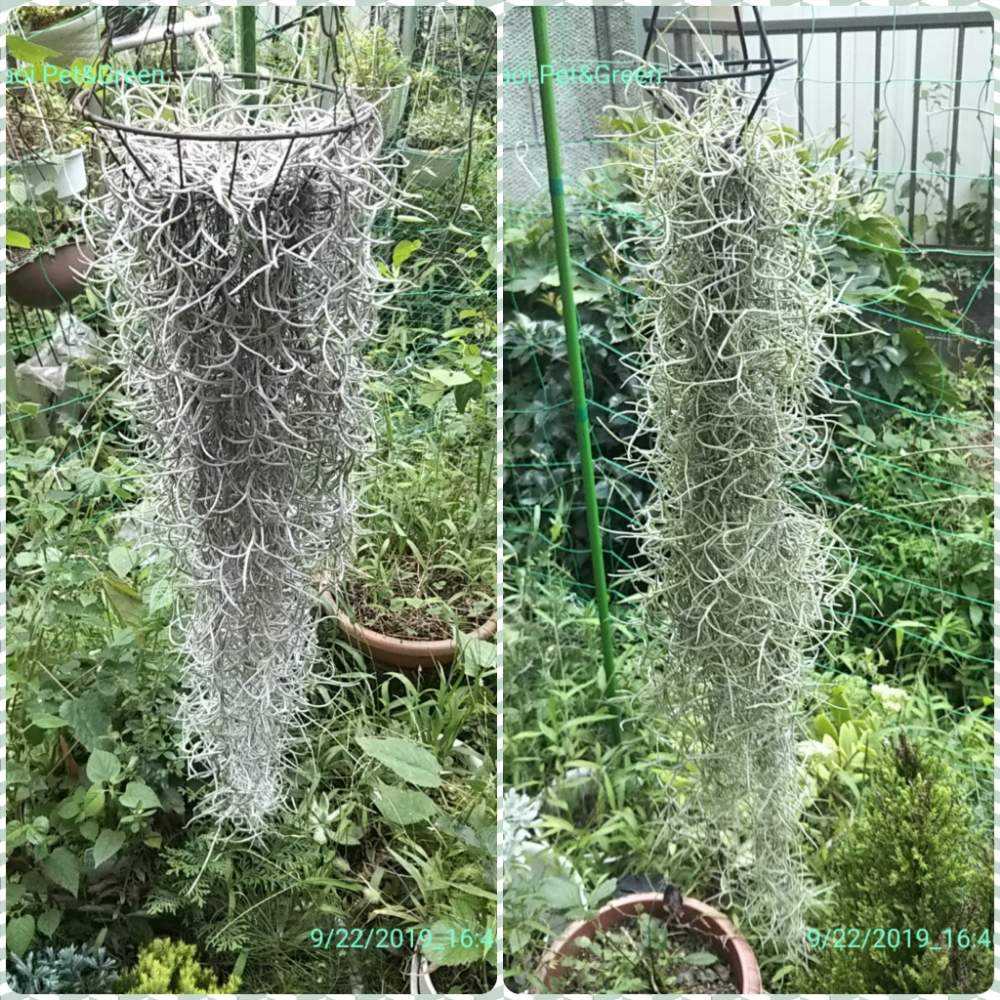 ウスネオイデス Greensnap グリーンスナップ