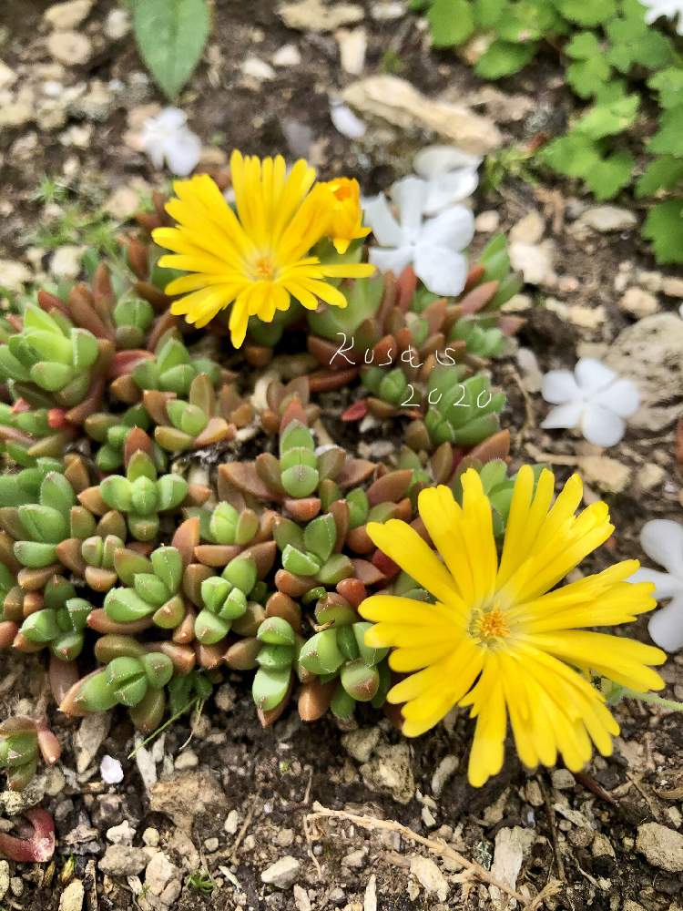 デロスペルマ 耐寒マツバギク の投稿画像 By Rosa Sさん 耐寒性宿根草と小花会とおうち園芸と黄色の花と北海道でも越冬しますと花のある暮らしと北海道と多肉初心者 月6月12日 Greensnap グリーンスナップ