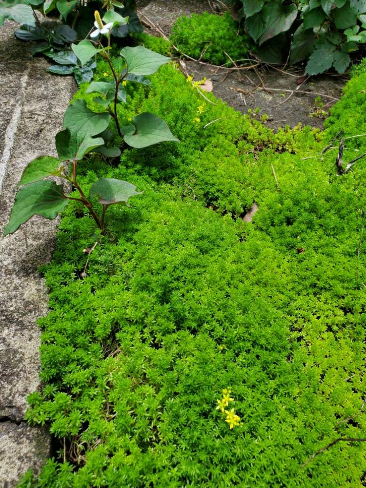 六条万年草の投稿画像 By 華子さん 多肉植物と道端の草花とグランドカバーと道路脇 月6月12日 Greensnap グリーンスナップ