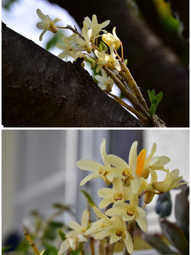 セッコクの投稿画像 By Chikoやんさん 洋蘭と着生ランと大好きときれいとおうち園芸とお花いっぱいと着生栽培と花のある暮らしと楽しみ とかわいいな と咲いた 月6月12日 Greensnap グリーンスナップ