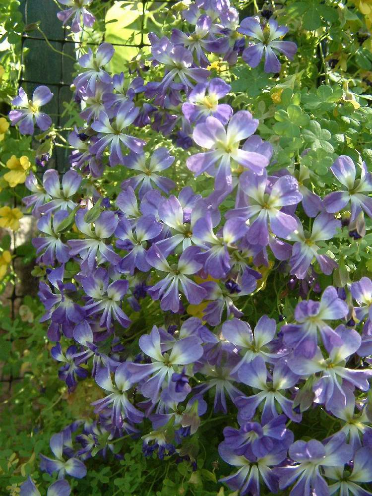 コンテナ栽培の投稿画像 By ターチャさん 青い花と種まきからとちょっぴりレアな植物とガーデニング 月6月12日 Greensnap グリーンスナップ