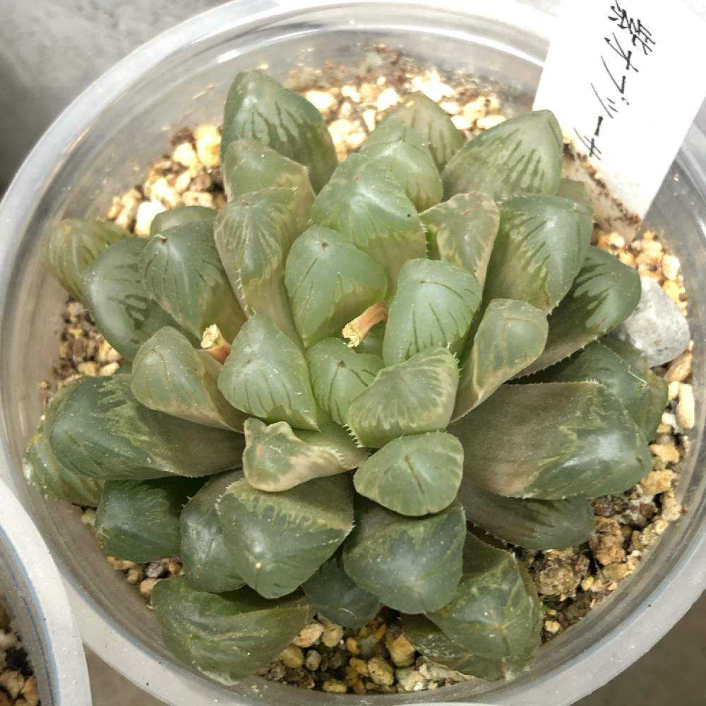 紫オブツーサ 成長記録 まだまだ更新中 Greensnap グリーンスナップ